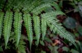 Woodwardia japonica