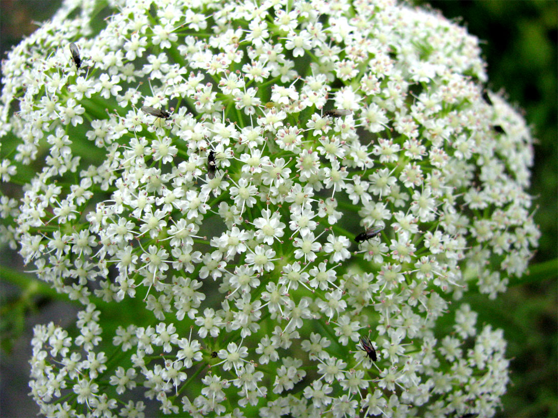 Изображение особи Sium latifolium.