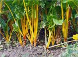 Beta vulgaris. Прикорневые листья молодых растений (желтостебельная форма). Московская обл., Раменский р-н, окр. дер. Хрипань, садовый участок. 04.09.2024.