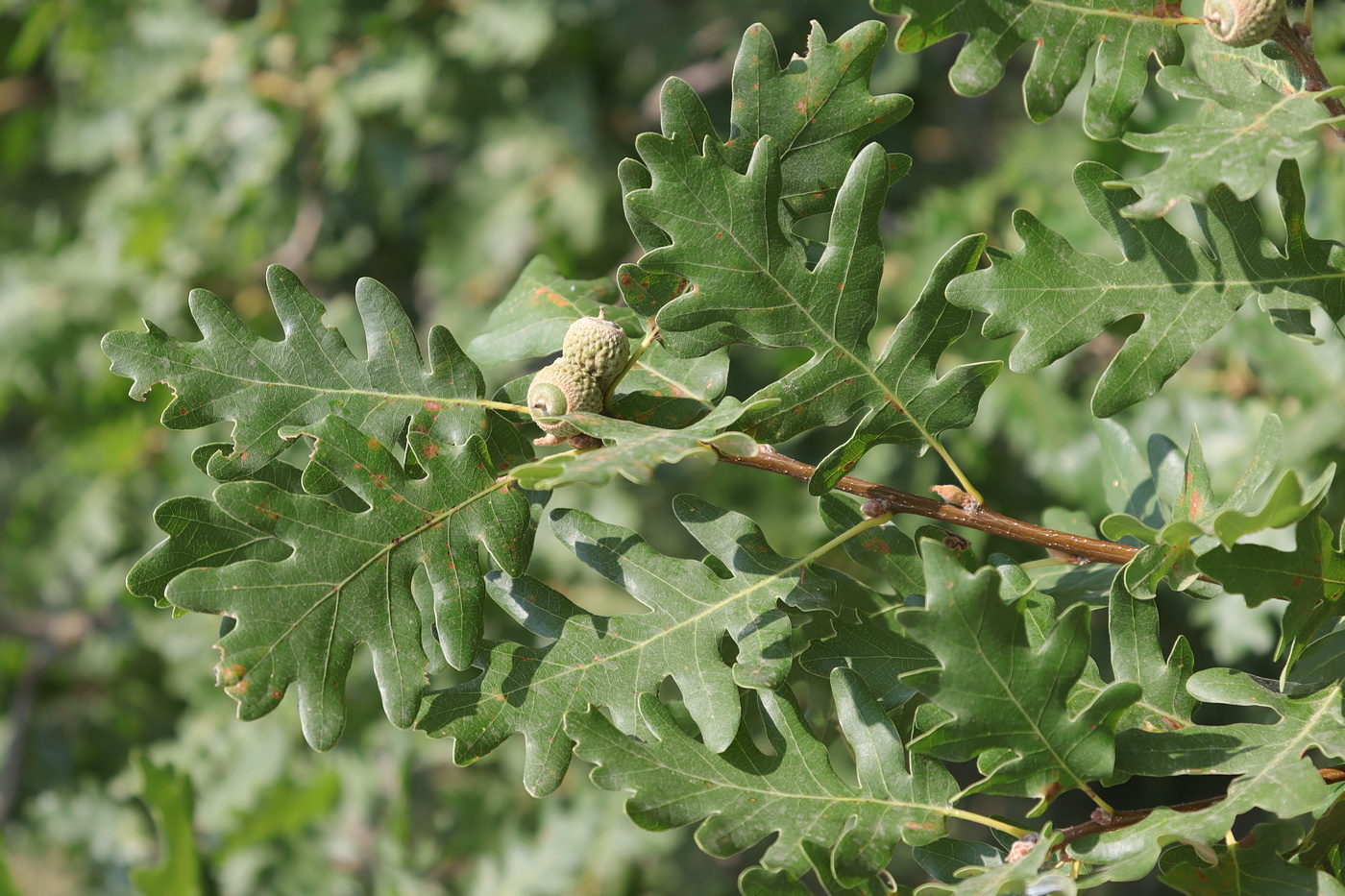 Image of Quercus calcarea specimen.