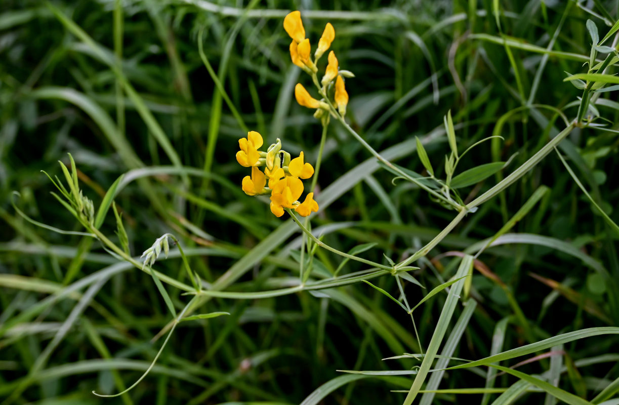 Image of Lathyrus pratensis specimen.