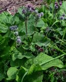 Arctium tomentosum