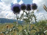 Echinops sibiricus