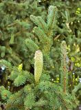 Picea abies
