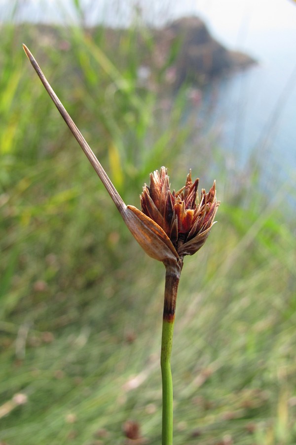 Image of Schoenus nigricans specimen.