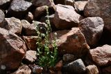 Draba cana