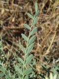 Goebelia pachycarpa