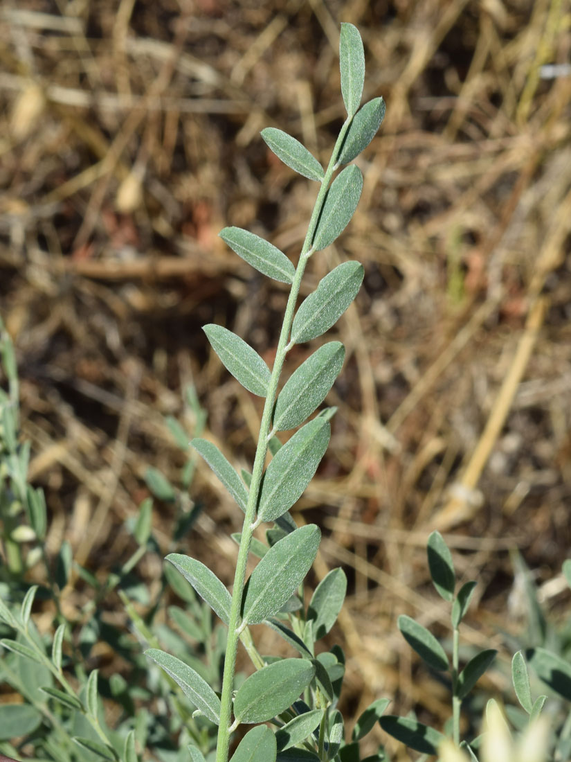 Image of Goebelia pachycarpa specimen.