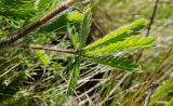 genus Potentilla