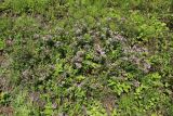 Origanum vulgare