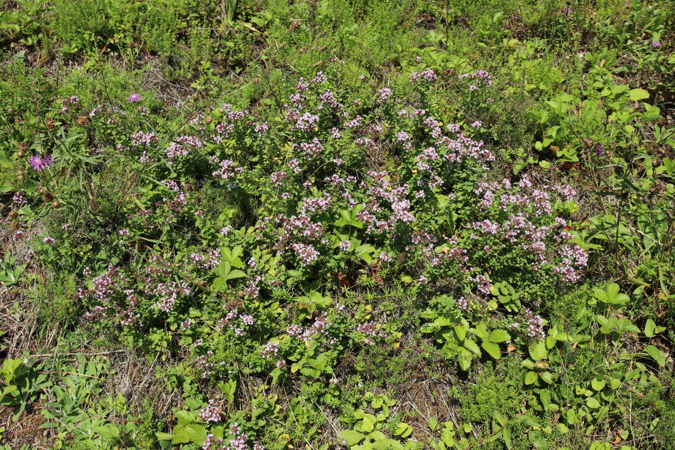 Image of Origanum vulgare specimen.