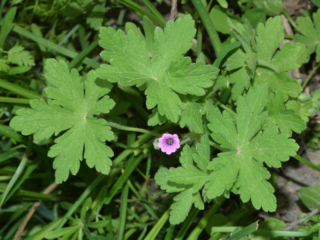 Изображение особи Geranium divaricatum.