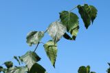 Betula pendula