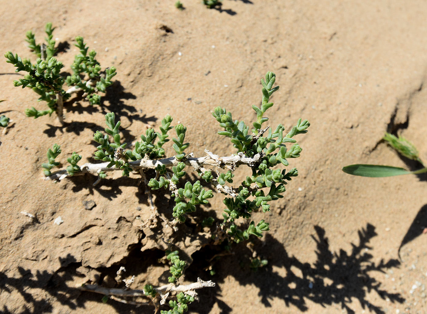 Image of familia Chenopodiaceae specimen.