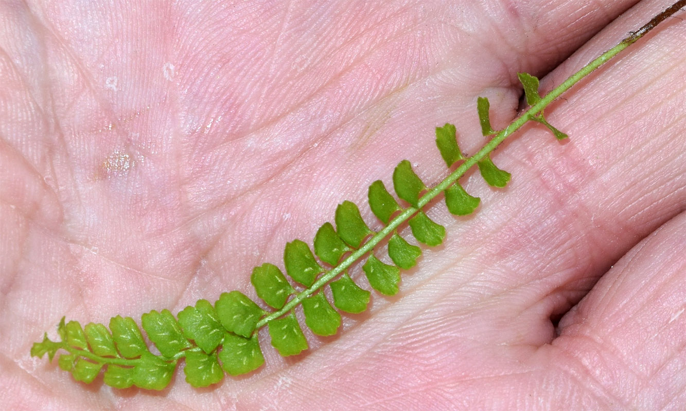 Image of Asplenium trichomanes specimen.