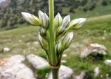 View full-size image Swertia lactea