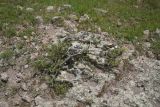Rhamnus erythroxyloides. Вегетирующее растение. Турция, ил Карс, окр. г. Дигор, участок ущ. р. Дигор в 400 м ниже монастыря Хтзконк, левый борт ущелья, на скальном выходе. 19 мая 2025 г.