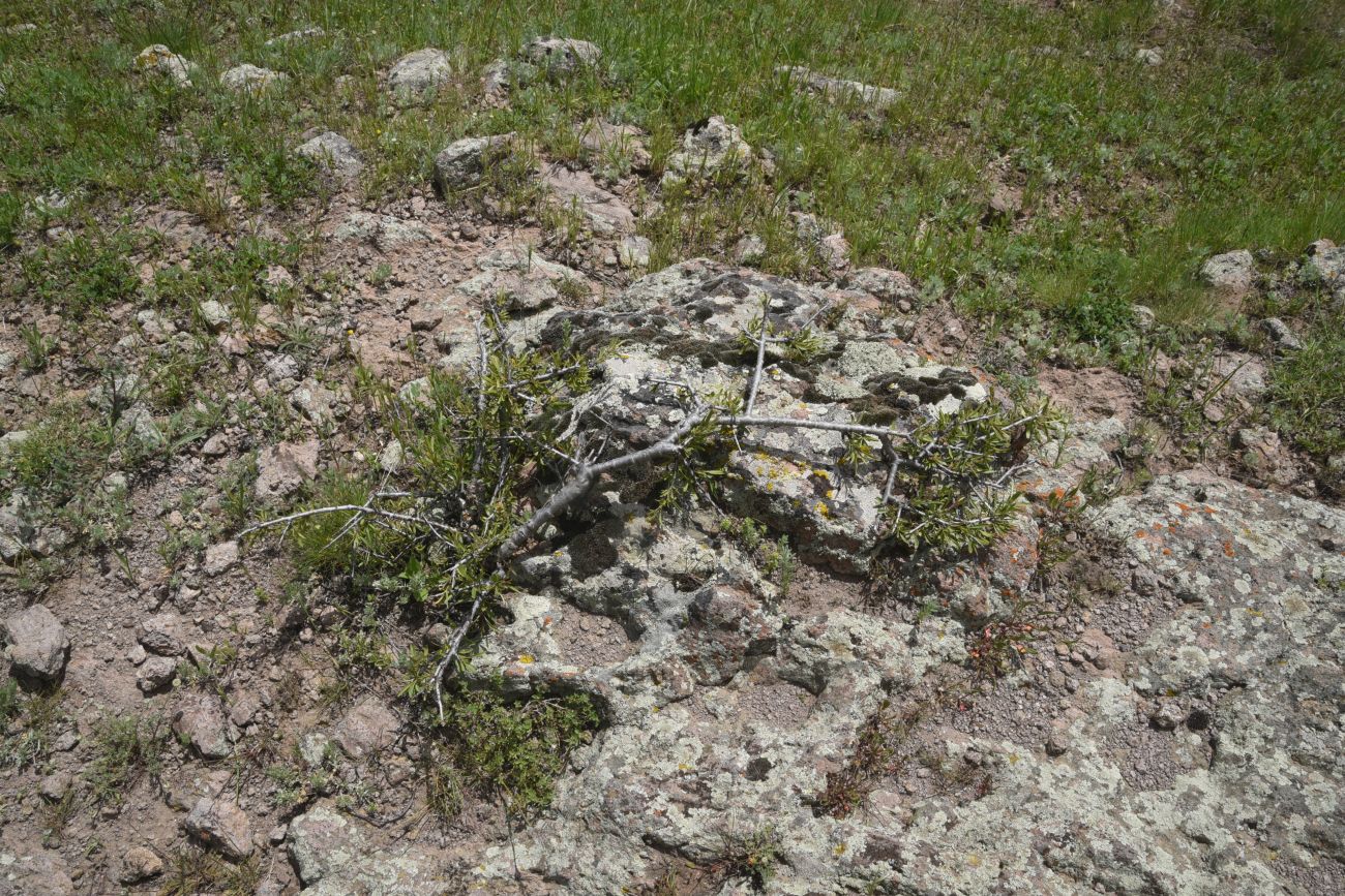 Image of Rhamnus erythroxyloides specimen.
