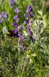 Polygala sibirica. Верхушки цветущих побегов с кормящимся шмелём. Оренбургская обл., Саракташский р-н, Жёлтинский сельсовет, окр. Кандуровского карьера, каменистая степь. 29 мая 2024 г.