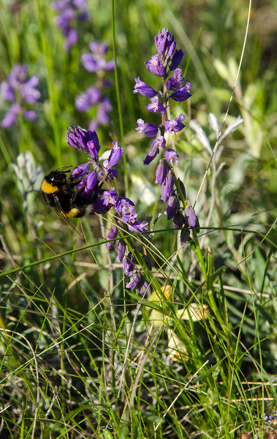 Image of Polygala sibirica specimen.