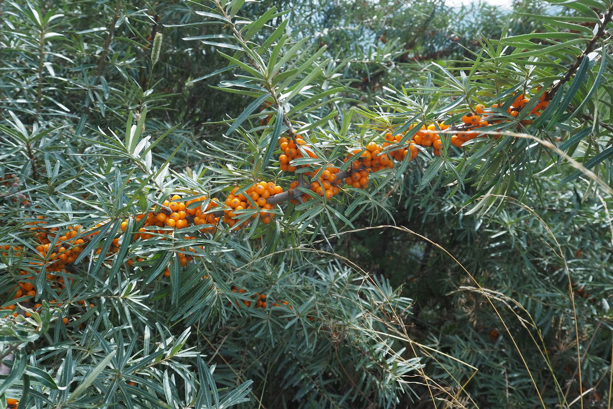 Image of Hippophae rhamnoides specimen.