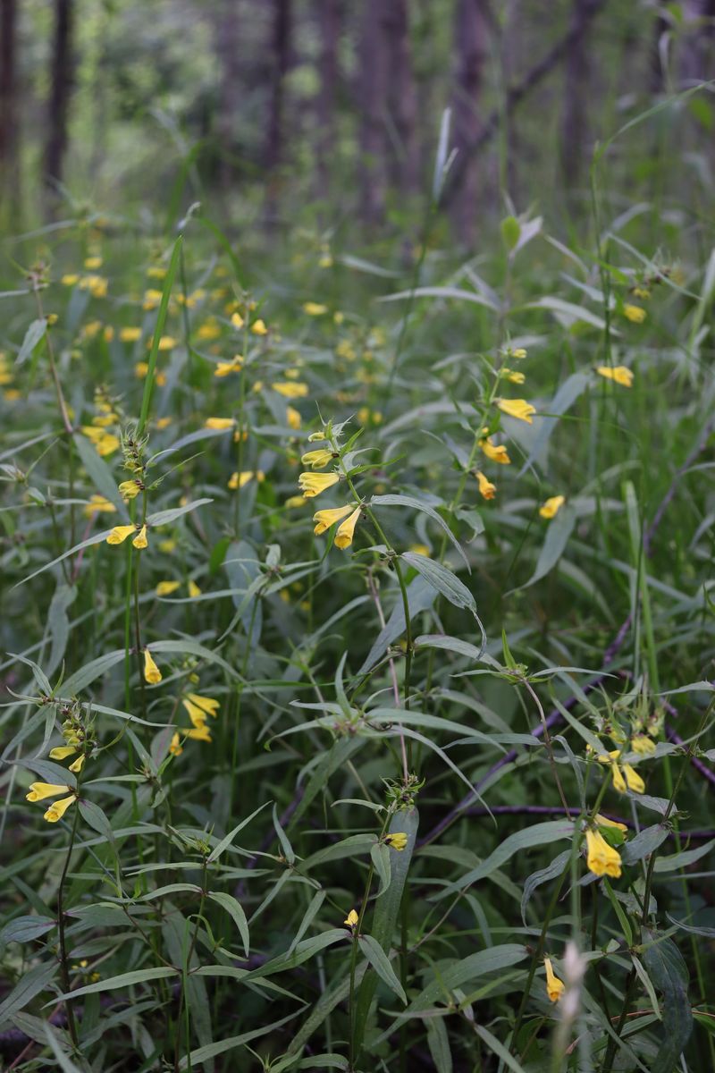 Image of Melampyrum sylvaticum specimen.