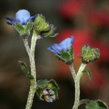 Paracynoglossum glochidiatum. Часть соцветия. Республика Абхазия, окр. г. Сухум, р. Гумиста. 26.08.2009.