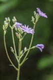 genus Cicerbita