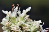 Teucrium capitatum. Цветки. Крым, г. Симферополь, окр. мкр-на Пневматика, куэста, каменистая осыпь. 15.07.2025.