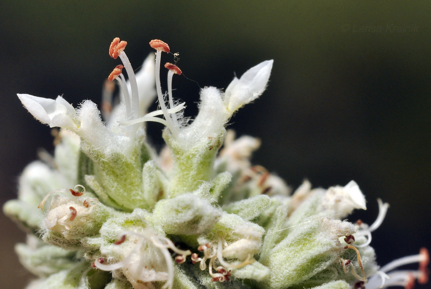 Изображение особи Teucrium capitatum.