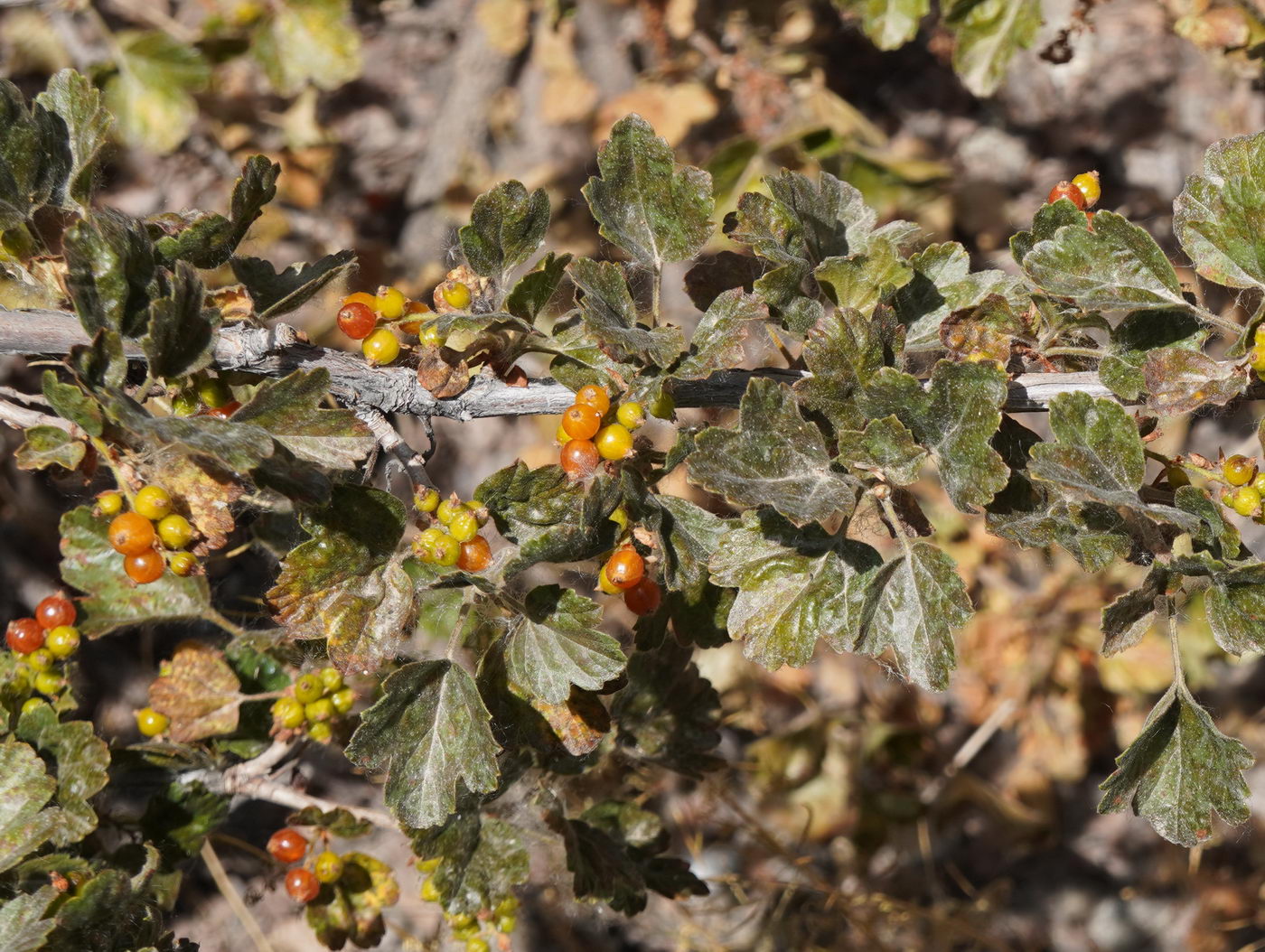 Image of Ribes heterotrichum specimen.