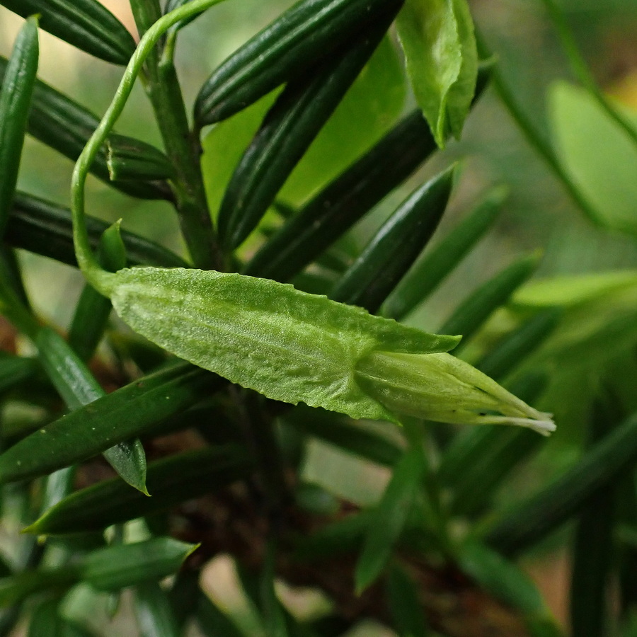 Изображение особи Crawfurdia volubilis.