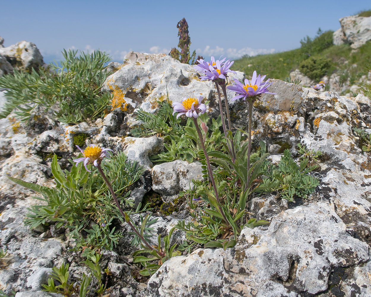 Изображение особи Aster alpinus.