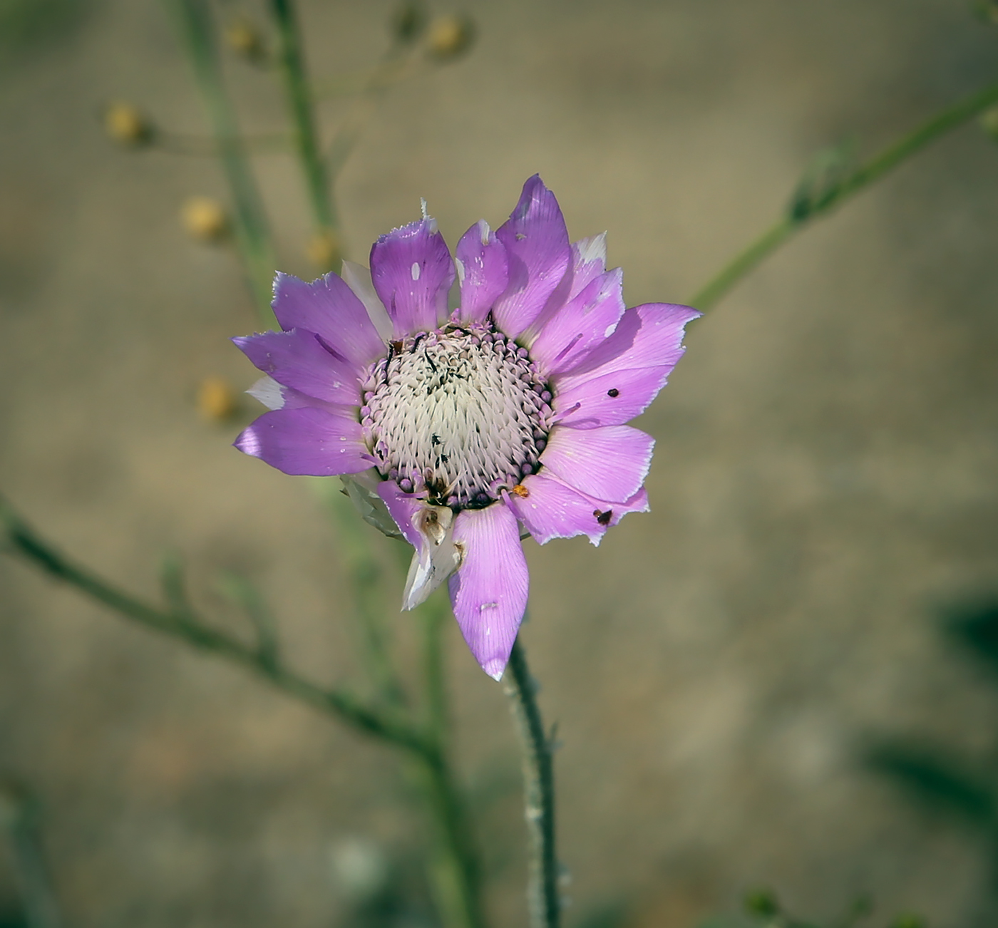 Изображение особи Xeranthemum annuum.