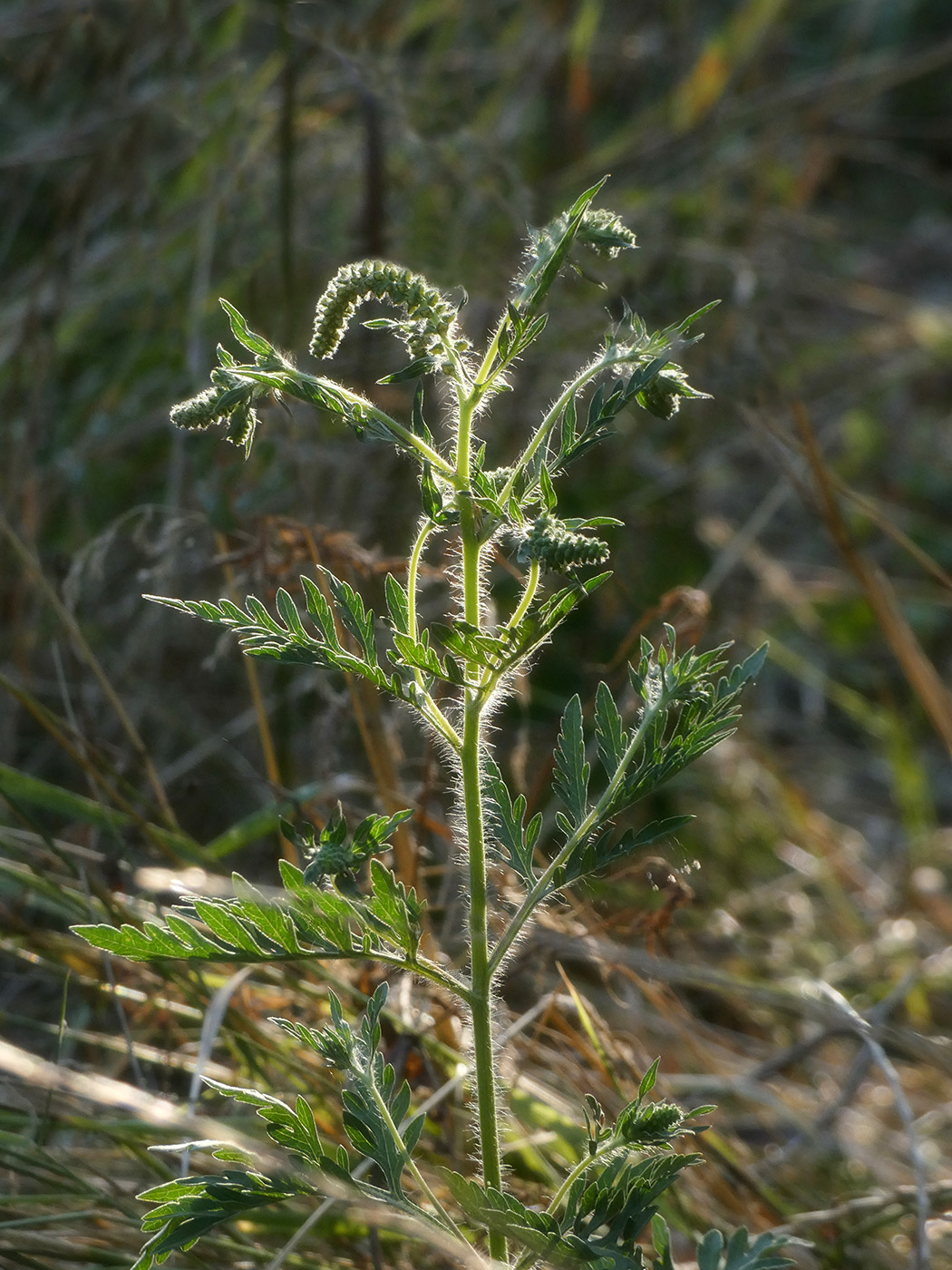 Image of Ambrosia artemisiifolia specimen.
