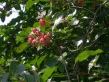 Crataegus punctata