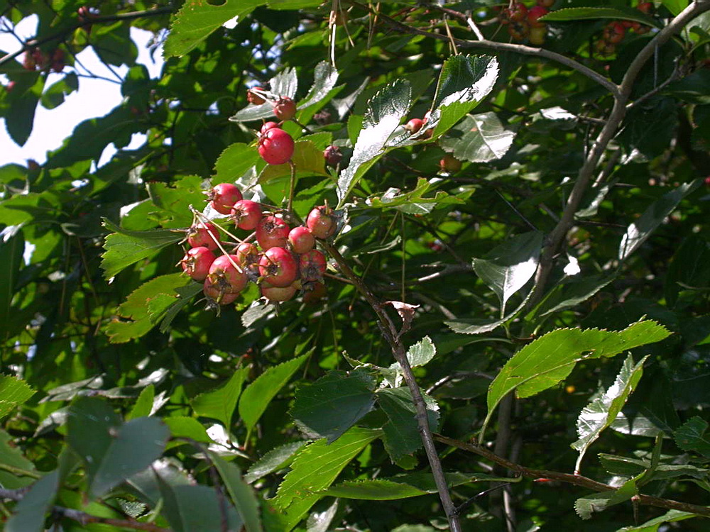 Image of Crataegus punctata specimen.