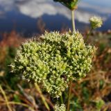 Cnidium monnieri. Соплодие. Хабаровский край, окр. г. Комсомольск-на-Амуре, берег р. Амур. 05.10.2025.