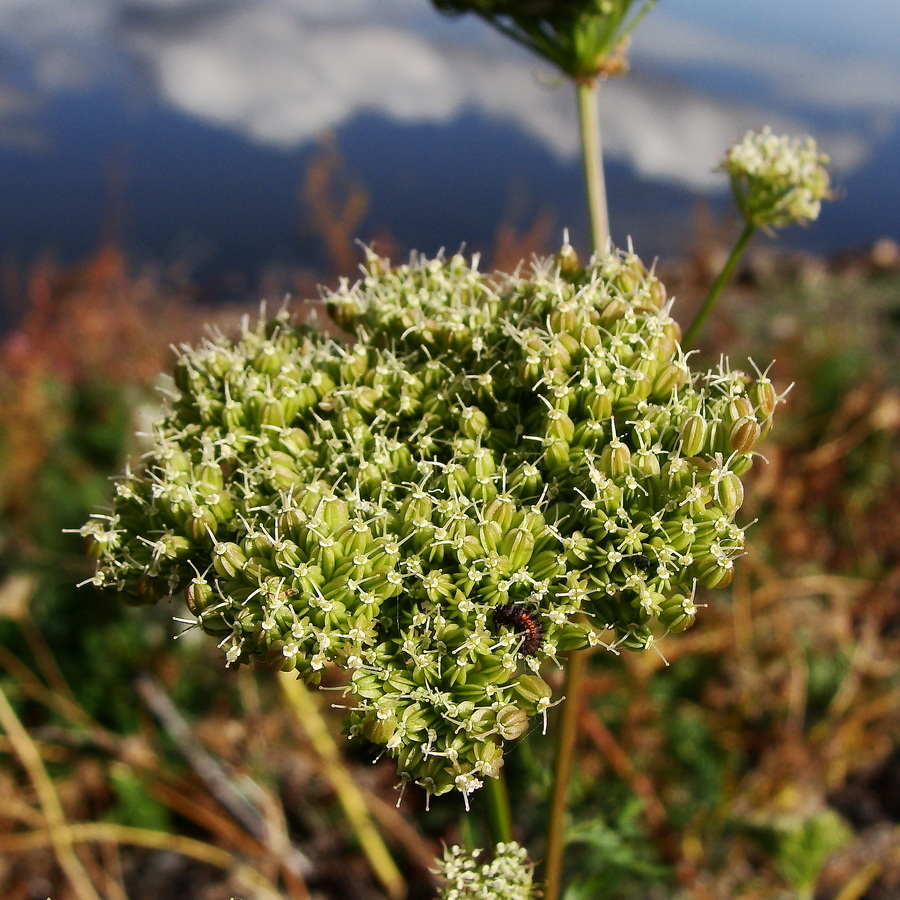 Изображение особи Cnidium monnieri.