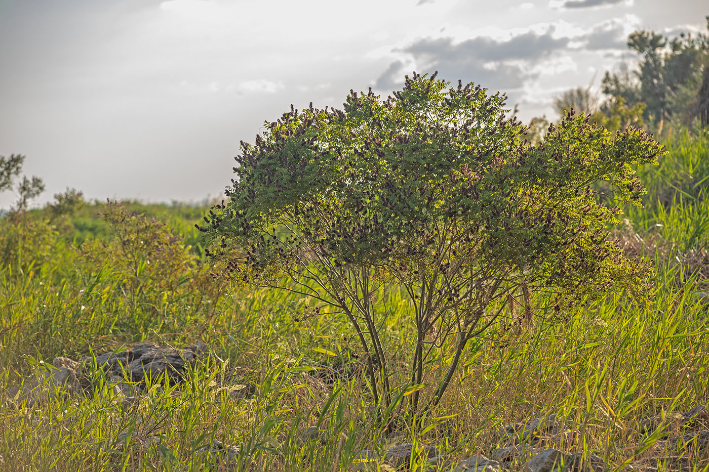 Изображение особи Amorpha fruticosa.