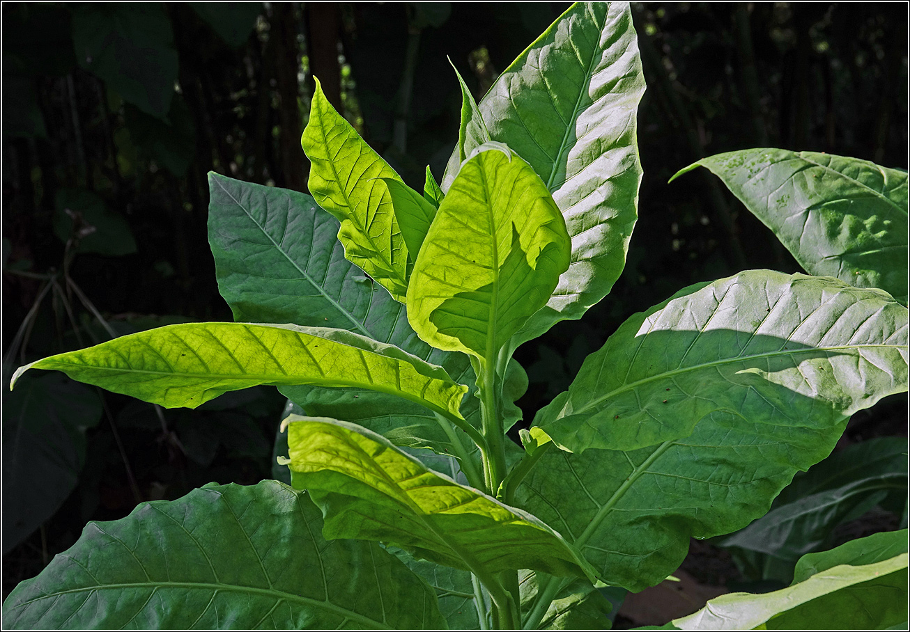 Image of Nicotiana tabacum specimen.