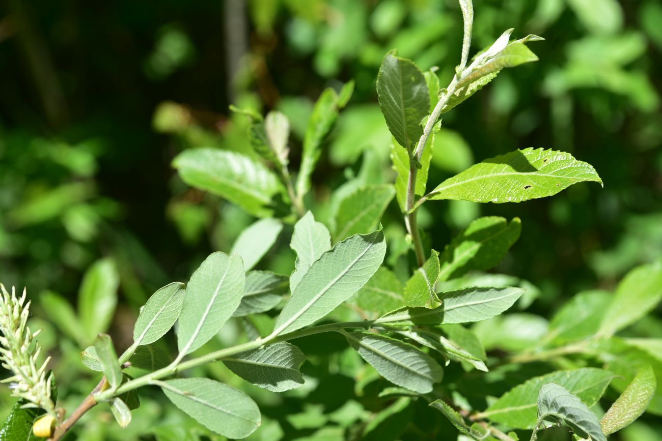 Изображение особи род Salix.