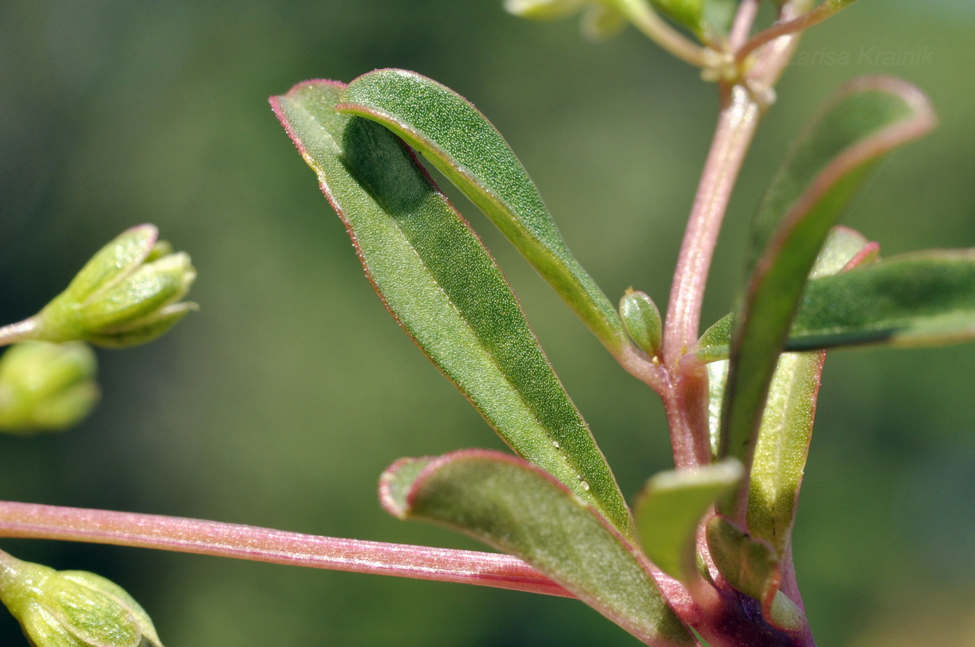 Image of genus Mollugo specimen.