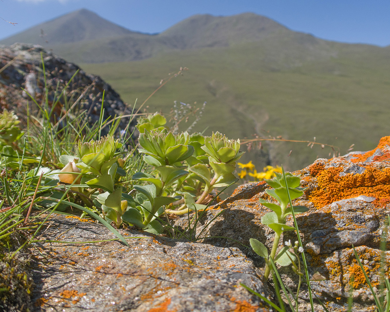 Изображение особи Sedum oppositifolium.