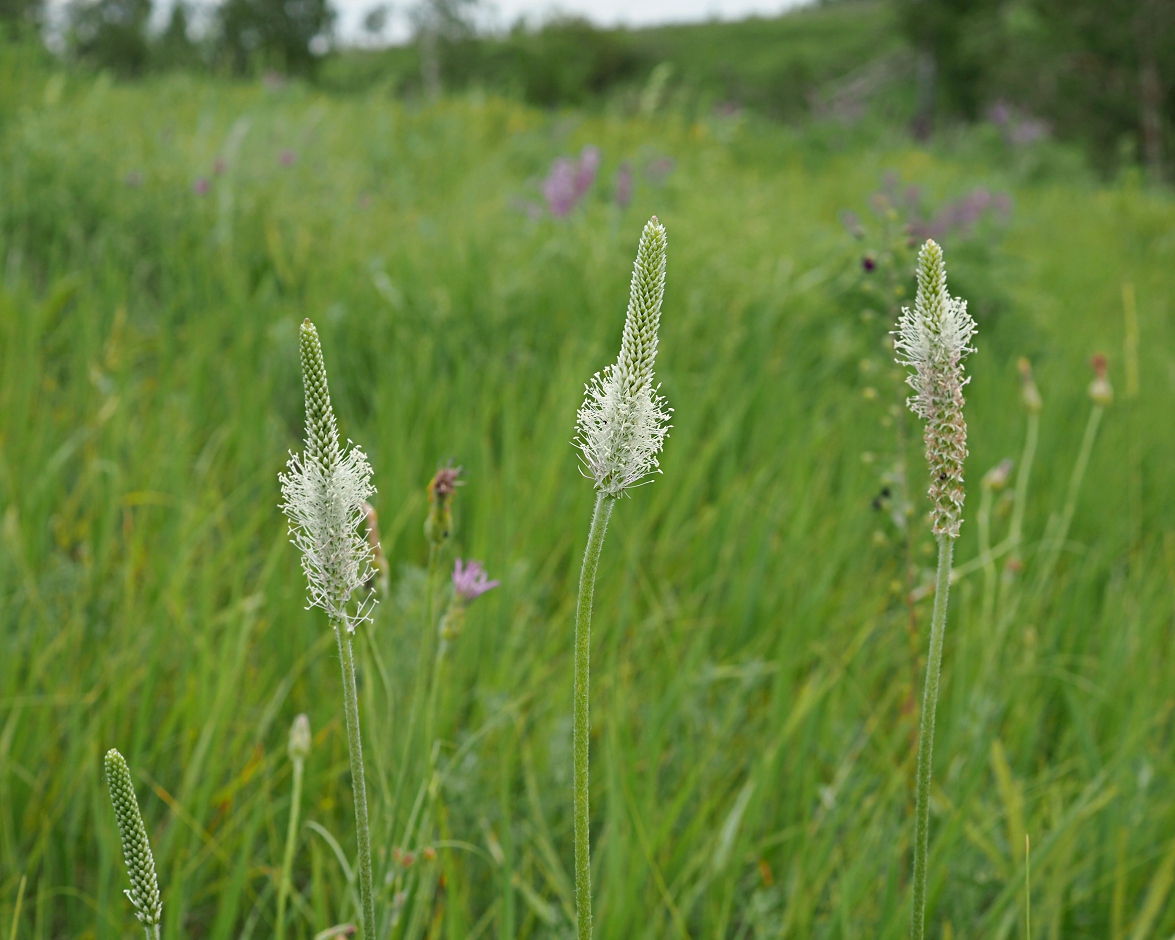 Image of Plantago urvillei specimen.
