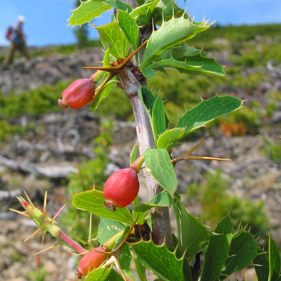 Image of Berberis sibirica specimen.