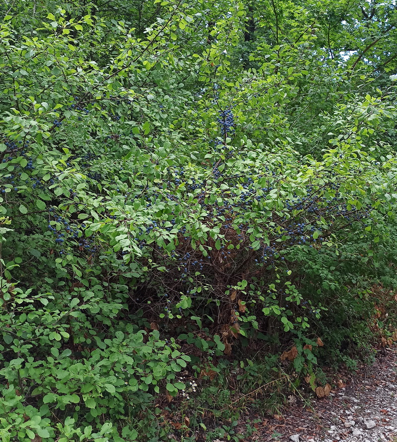 Изображение особи Prunus spinosa.