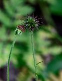 Geum urbanum. Отцветший цветок и плод. Московская обл., Богородский гор. округ, окр. СНТ \"Купавна\", смешанный лес. 12.07.2025.