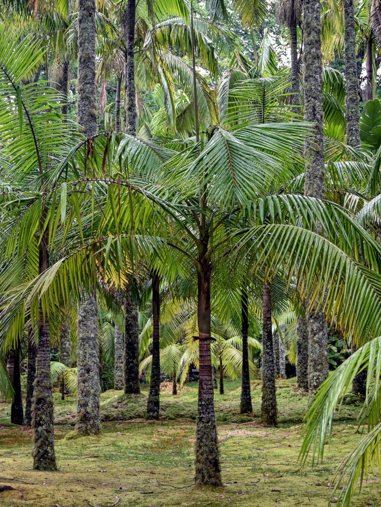Изображение особи Archontophoenix alexandrae.