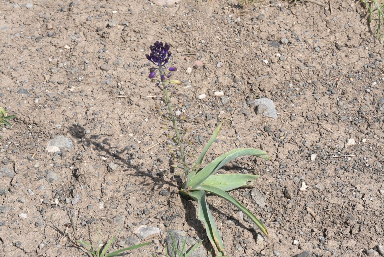 Изображение особи род Bellevalia.